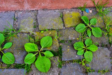 Breitwegerich zwischen Kopfsteinpflaster-Ritzen