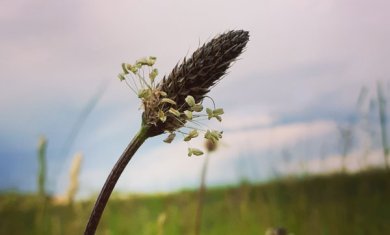 Spitzwegerich Blüte