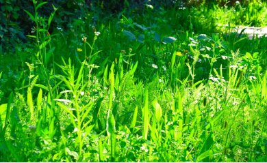 Grüne Wiese mit Wildpflanzenmischung. Unter anderem wächst dort Spitzwegerich.